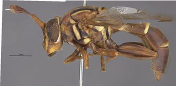Media type: image;   Entomology 21905 Aspect: habitus lateral view